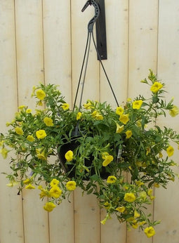 Petunia Million Bells geel