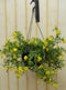 Petunia Million Bells geel