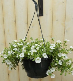 Petunia Million Bells wit