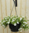 Petunia Million Bells wit