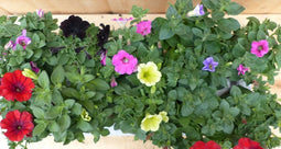 Petunia Surfinia 10 potjes per tray kleur mix