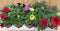 Petunia Surfinia 10 potjes per tray kleur mix