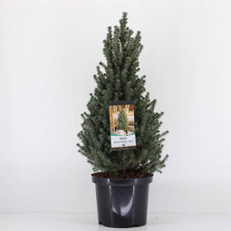 Picea glauca 'Sander's Blue' - Dwergspar - Planthoogte: 50-60 cm - Pot Ø 23 cm (5 liter)