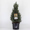 Picea glauca 'Sander's Blue' - Dwergspar - Planthoogte: 50-60 cm - Pot Ø 23 cm (5 liter)