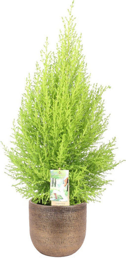 Cupressus macrocarpa 'Goldcrest Wilma' in sierpot Mira (goudkleurig) ↨ 80cm - hoge kwaliteit planten