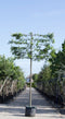 Zuil leihaagbeuk 180 cm | Carpinus betulus 'Fastigiata' 8-12 cm 180 cm| Bomenbezorgd.nl