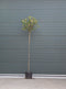 Bol Photinia Photinia f. Red Robin h 225 cm st. omtrek 8 cm st. h 1...