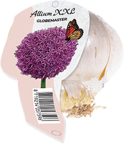 Allium XXL Globemaster (Organza met etiket)