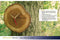 TFA boomschijf/boomstam wandklok - geolied eikenhout - D18 cm - naturel - muur klok - rond