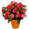 Zalmroze Begonia kunstplant met bloemen 37 cm in terracotta pot - Kunstplanten/nepplanten - Voor binnen