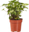 Syngonium Pixi ↨ 20cm - hoge kwaliteit planten