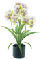 Phalaenopsis orchid in pot green/cream 50 cm