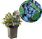 Vaccinium Corymbosum Blauwe Bes