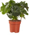 Philodendron Atom ↨ 25cm - hoge kwaliteit planten
