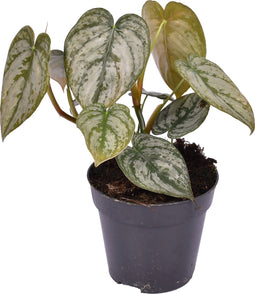 Philodendron Brandtianum