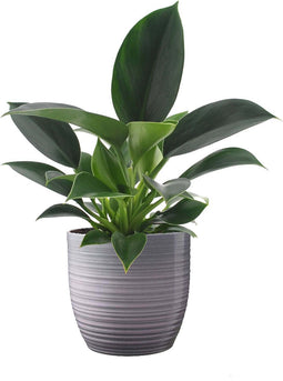 Philodendron 'Green Princess' in Bergamo keramiek (grijs) ↨ 25cm - hoge kwaliteit planten