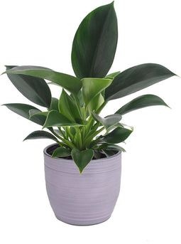 Philodendron 'Green Princess' in Bergamo keramiek (lavendel) - VDE-plant - Groene plant- Hoogte 25 cm