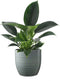Philodendron 'Green Princess' in Bergamo keramiek (mint) ↨ 25cm - hoge kwaliteit planten