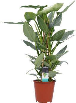 Philodendron Grey - Pyramide ↨ 70cm - hoge kwaliteit planten