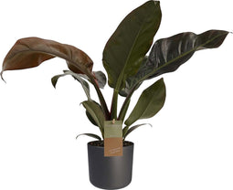 Philodendron Imperial Red Feel Green met Elho B.for soft antracite ↨ 45cm - hoge kwaliteit planten