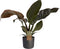 Philodendron Imperial Red Feel Green met Elho B.for soft antracite ↨ 45cm - hoge kwaliteit planten