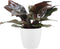 Philodendron Imperial red in ELHO sierpot (Brussels Round Wit) ↨ 70cm - hoge kwaliteit planten