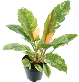 Philodendron narrow 'Ring of Fire'