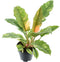 Philodendron narrow 'Ring of Fire'