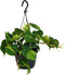 Philodendron scandens 'Brasil' (hangplant) ↨ 35cm - Kamerplant - Philodendron - Plant - Planten