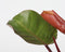 Philodendron 'Zonlicht' - Tropische kamerplant - Mooie rode bladeren - Pot 12cm - Hoogte 20-30cm
