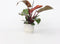 Philodendron 'Zonlicht' - Tropische kamerplant - Mooie rode bladeren - Pot 12cm - Hoogte 20-30cm