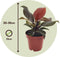 Philodendron 'Zonlicht' - Tropische kamerplant - Mooie rode bladeren - Pot 12cm - Hoogte 20-30cm