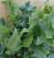 Phlebodium Varen Rullendblad