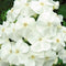 Phlox (P) 'Sw. Summer Snow'