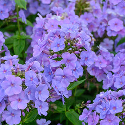 Phlox (P) 'Sweet Summer Ocean' | 1 stuk | Bijen- en vlinderplant | Bijentuin | Bloeiende vaste plant | bloemenpracht in de zomer | Geurende plant | tuinplant geurend | 11x11 cm Kwekerspot | Snijbloem | Geurend | Blauw