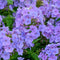 Phlox (P) 'Sweet Summer Ocean' | 1 stuk | Bijen- en vlinderplant | Bijentuin | Bloeiende vaste plant | bloemenpracht in de zomer | Geurende plant | tuinplant geurend | 11x11 cm Kwekerspot | Snijbloem | Geurend | Blauw