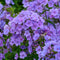 Phlox (P) 'Sweet Summer Ocean' | 1 stuk | Bijen- en vlinderplant | Bijentuin | Bloeiende vaste plant | bloemenpracht in de zomer | Geurende plant | tuinplant geurend | 11x11 cm Kwekerspot | Snijbloem | Geurend | Blauw
