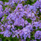 Phlox (P) 'Sweet Summer Ocean' | 1 stuk | Bijen- en vlinderplant | Bijentuin | Bloeiende vaste plant | bloemenpracht in de zomer | Geurende plant | tuinplant geurend | 11x11 cm Kwekerspot | Snijbloem | Geurend | Blauw