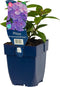Phlox (P) 'Sweet Summer Ocean' | 1 stuk | Bijen- en vlinderplant | Bijentuin | Bloeiende vaste plant | bloemenpracht in de zomer | Geurende plant | tuinplant geurend | 11x11 cm Kwekerspot | Snijbloem | Geurend | Blauw