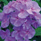 Phlox (P) 'Sweet Summer Ocean' | 1 stuk | Bijen- en vlinderplant | Bijentuin | Bloeiende vaste plant | bloemenpracht in de zomer | Geurende plant | tuinplant geurend | 11x11 cm Kwekerspot | Snijbloem | Geurend | Blauw