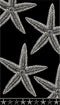 PHLOX Strandlaken - 100% katoen - 1 zijde velour - 90x160 - star black