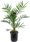 Phoenix canariensis