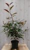 Photinia fraseri Red Robin rood 70 cm