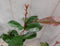 Photinia fraseri Red Robin rood 70 cm