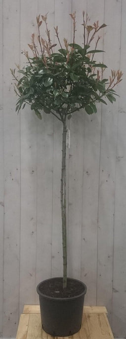 Photinia fraseri Red Robin rood stamhoogte 70 cm en hoogte 150 cm
