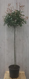 Photinia fraseri Red Robin rood stamhoogte 70 cm en hoogte 150 cm