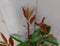Photinia fraseri Red Robin rood stamhoogte 70 cm en hoogte 150 cm