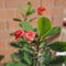 Plant in a Box - Euphorbia Milii - Christusdoorn - kamerplant - vetplant - ⌀ 13 cm - hoogte 25-35 cm