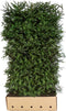Picea Abies 200 cm