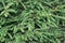 Picea Abies 200 cm